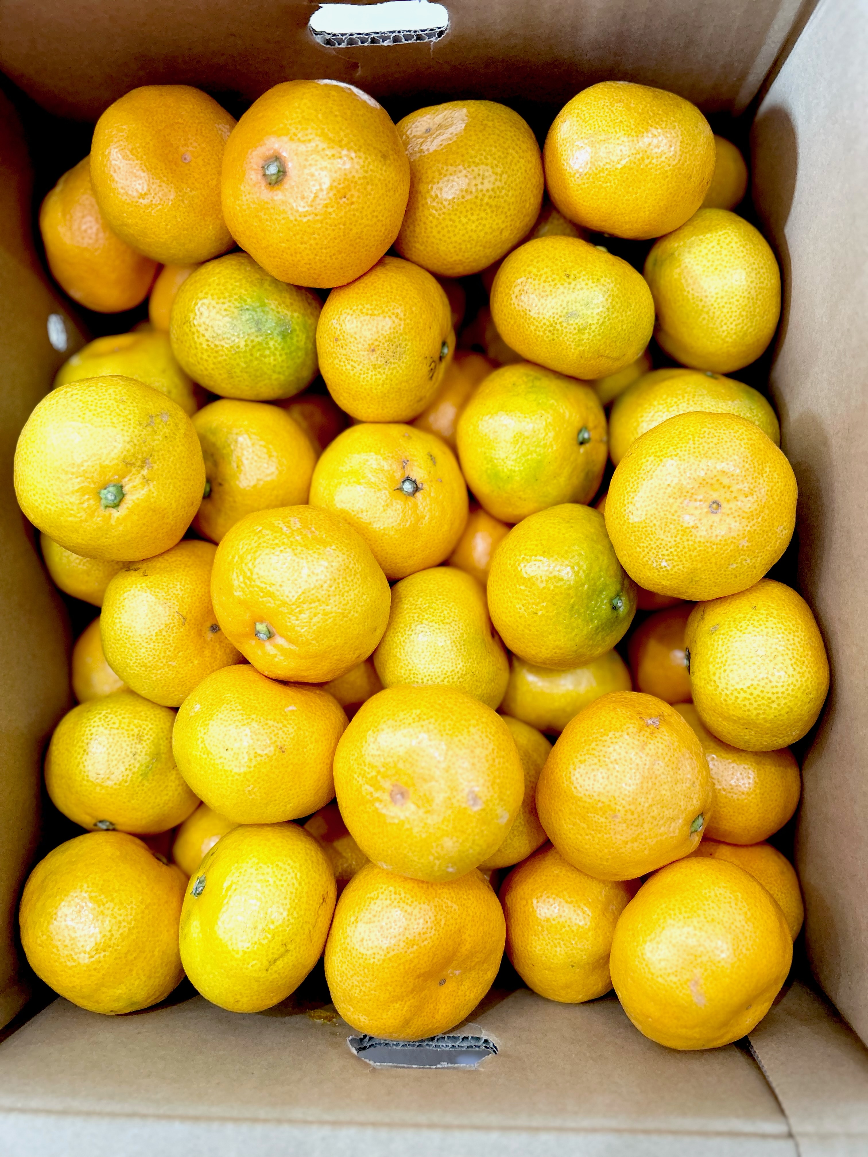 和歌山ありだみかん10㎏（Lサイズ・Mサイズ）